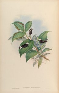 Microchera albocoronata af John Gould